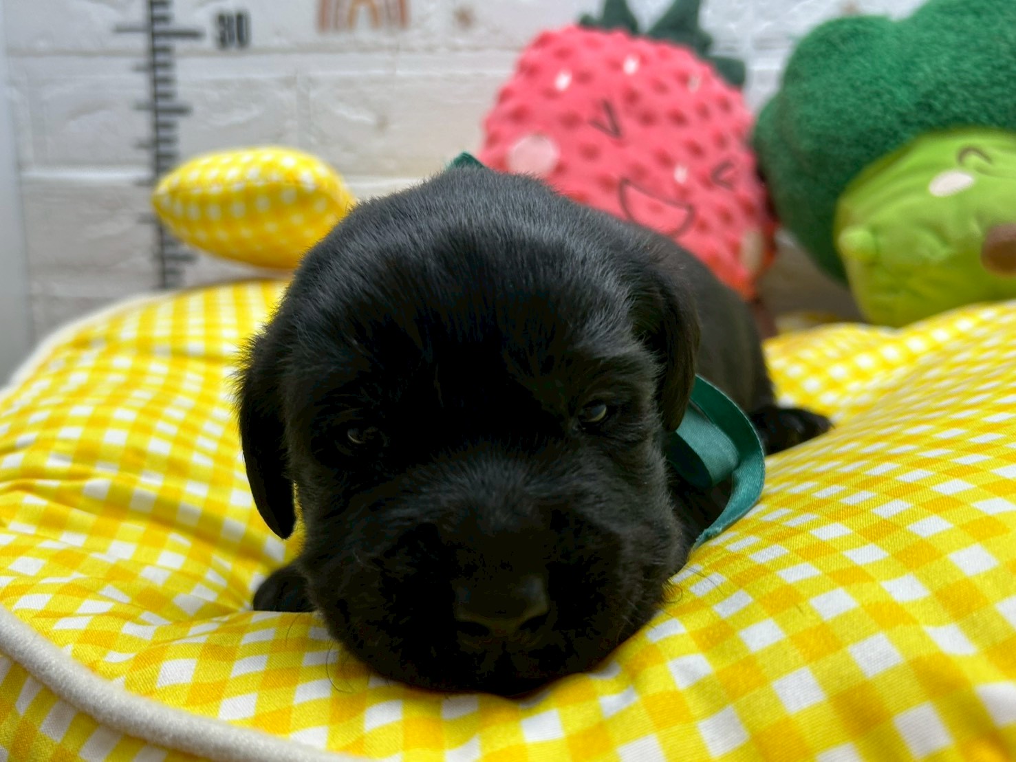 赤ちゃん写真2-1