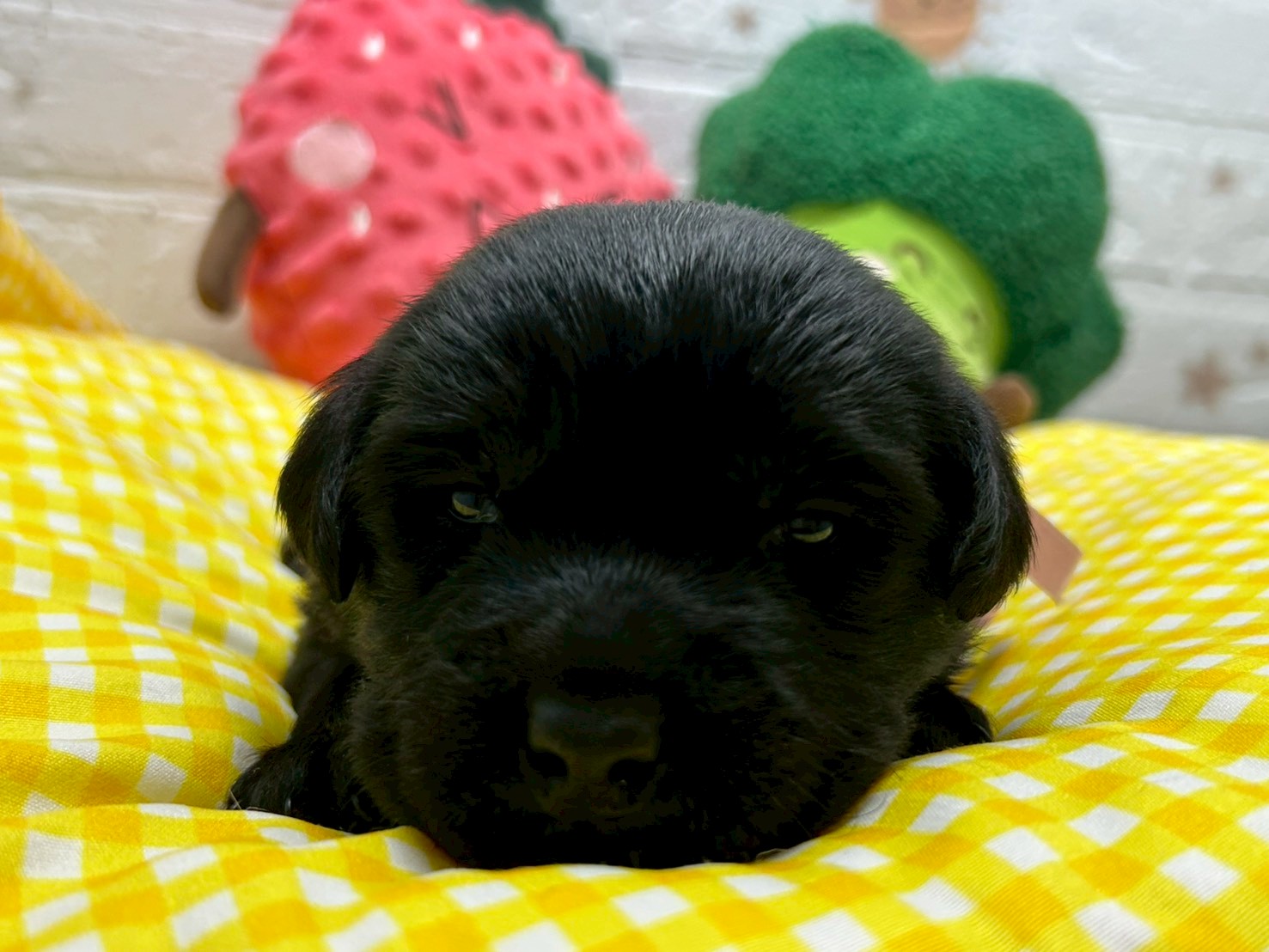 赤ちゃん写真2-1