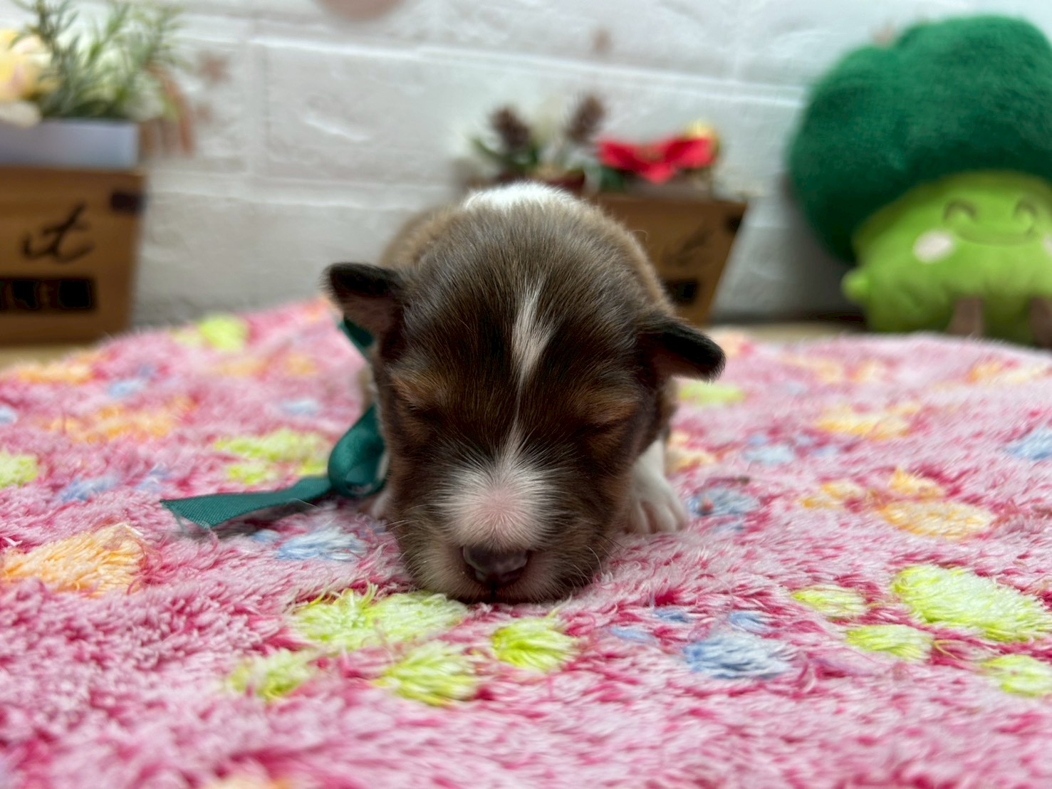 赤ちゃん写真1-1