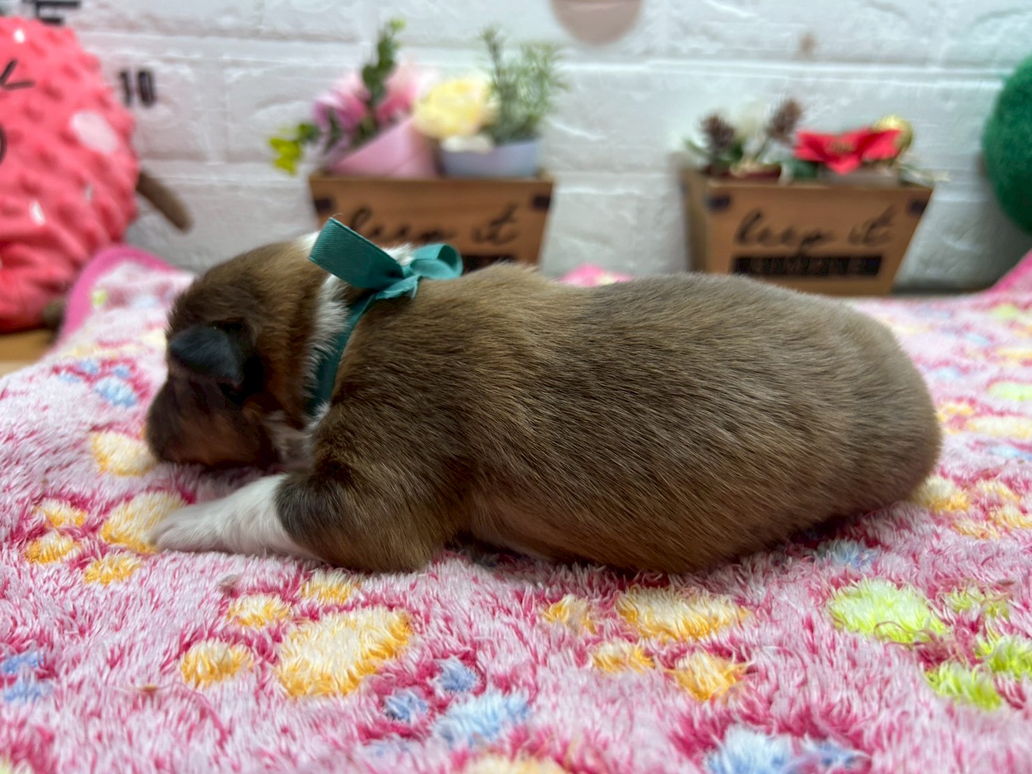 赤ちゃん写真1-2