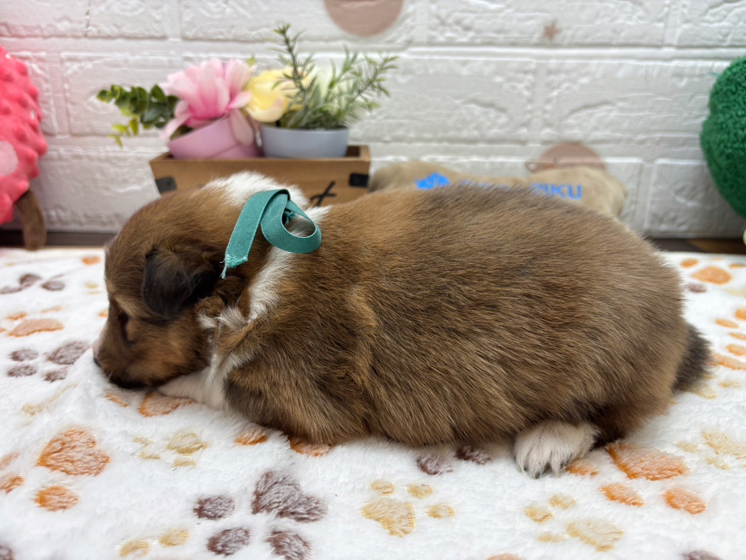 赤ちゃん写真2-2