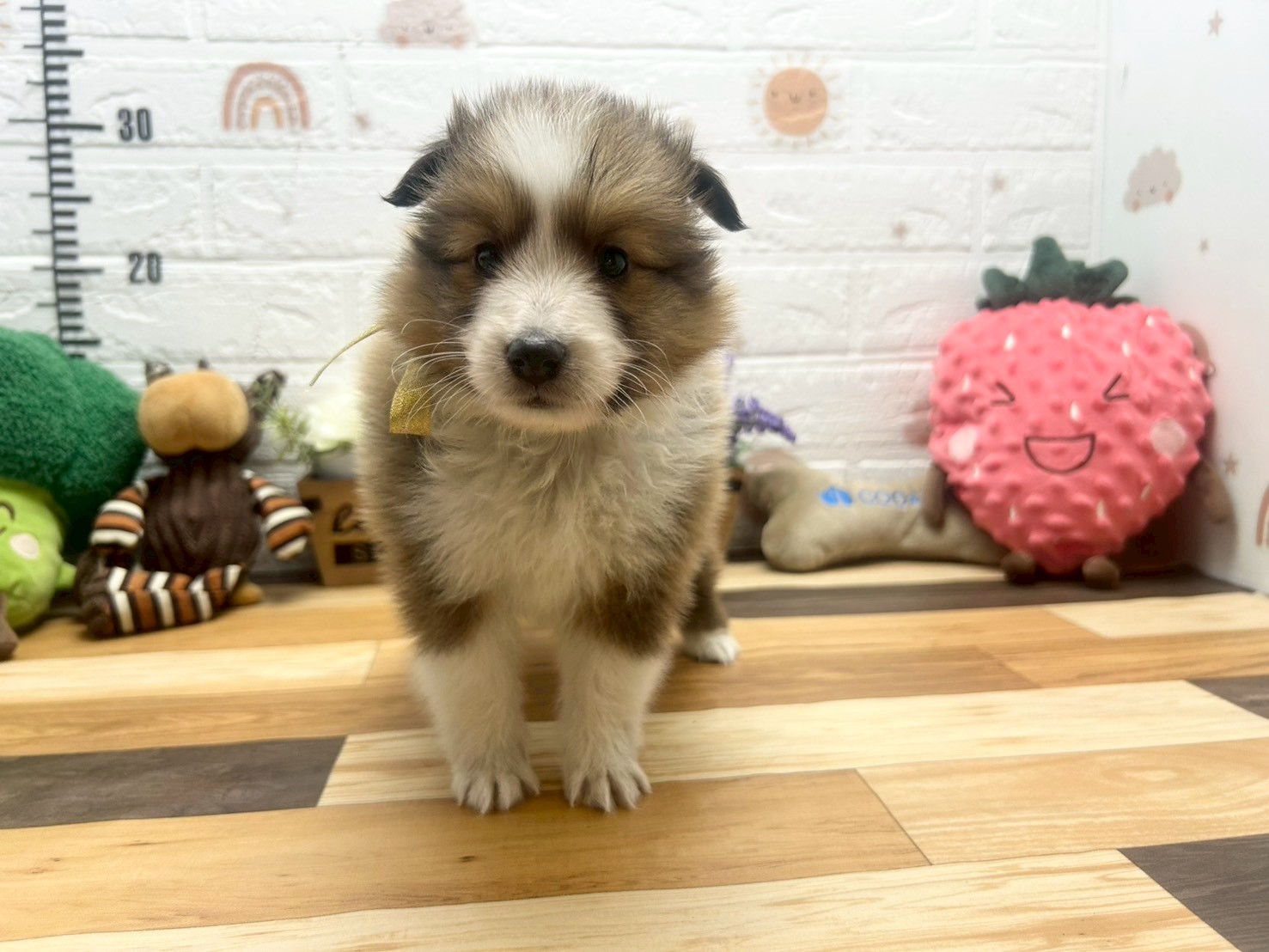 シェットランドシープドッグ