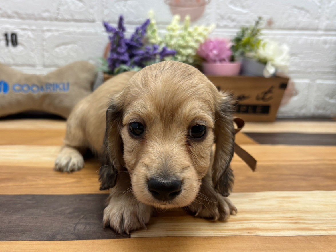 ミニチュア・ダックスフンド