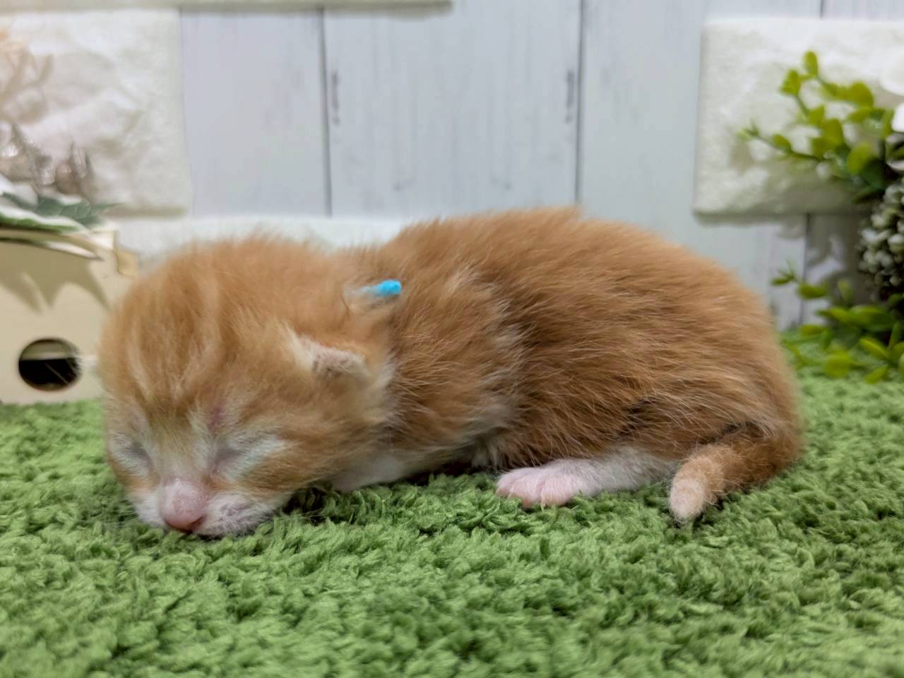 赤ちゃん写真1-2