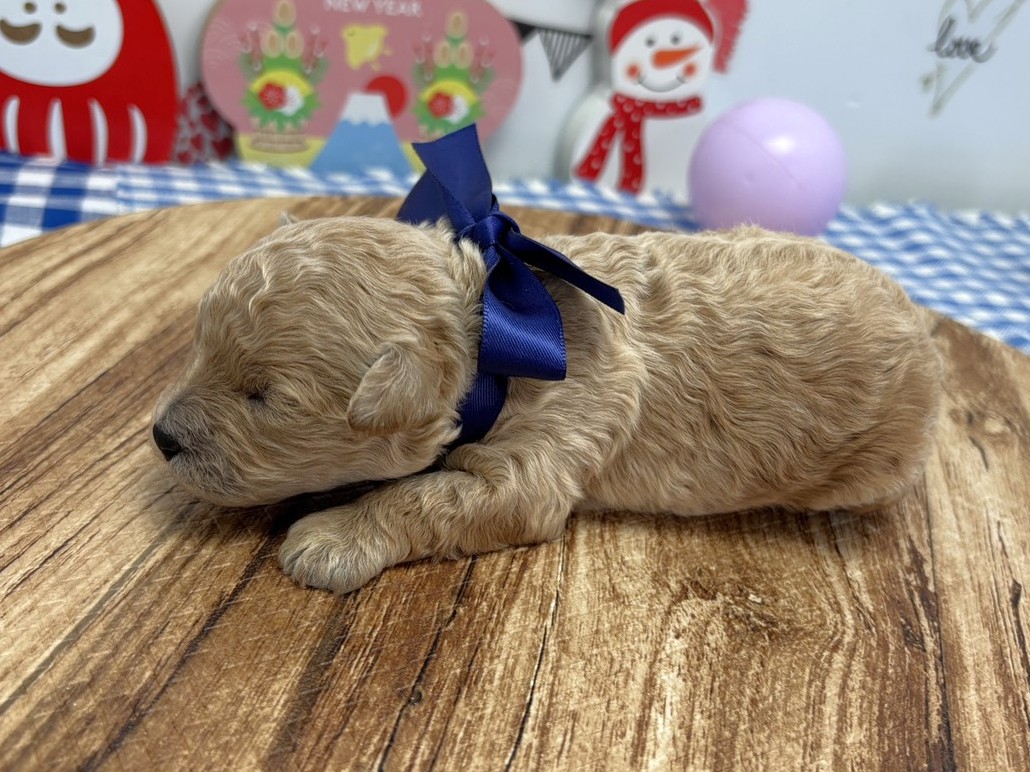 赤ちゃん写真1-2