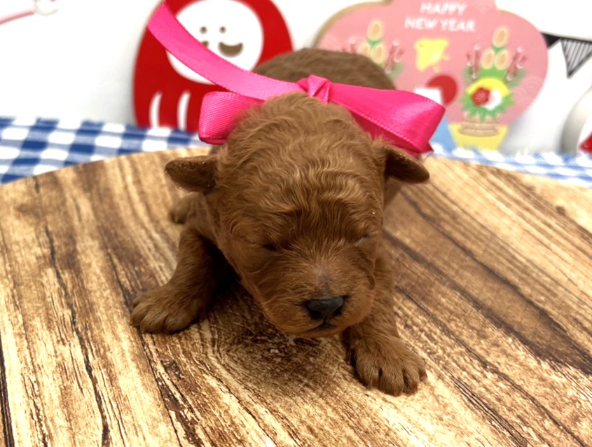 赤ちゃん写真1-1