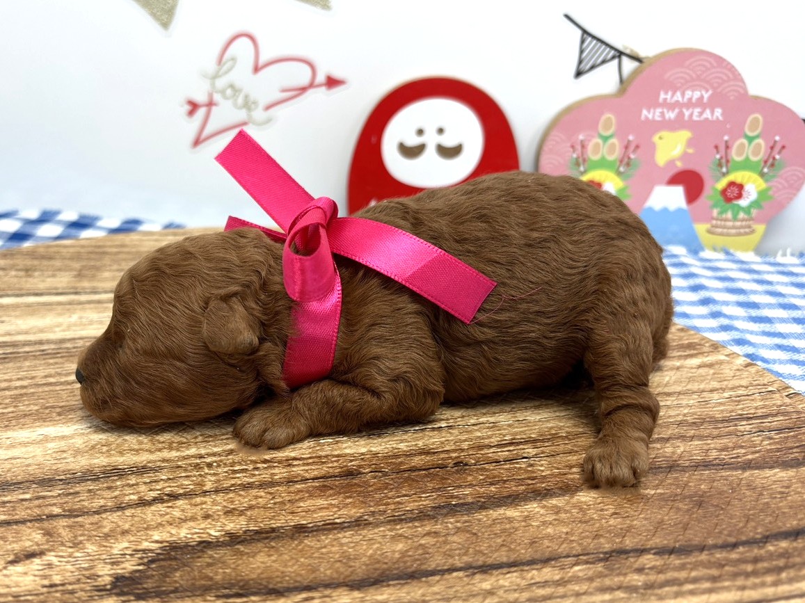 赤ちゃん写真1-2