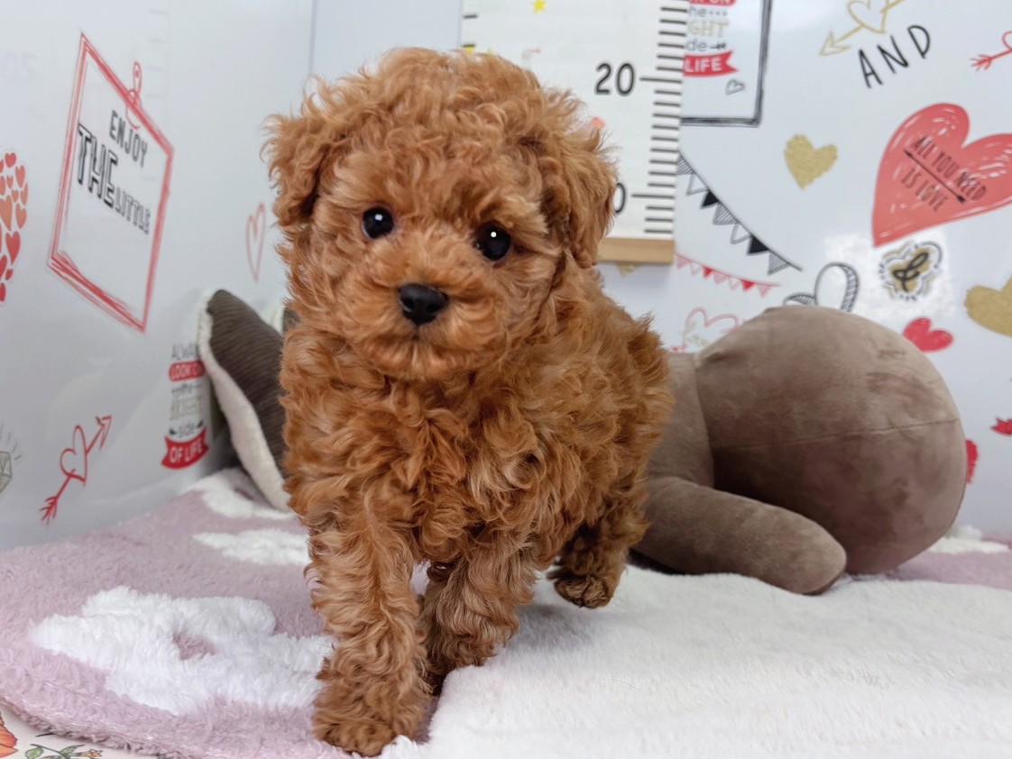 トイ・プードル