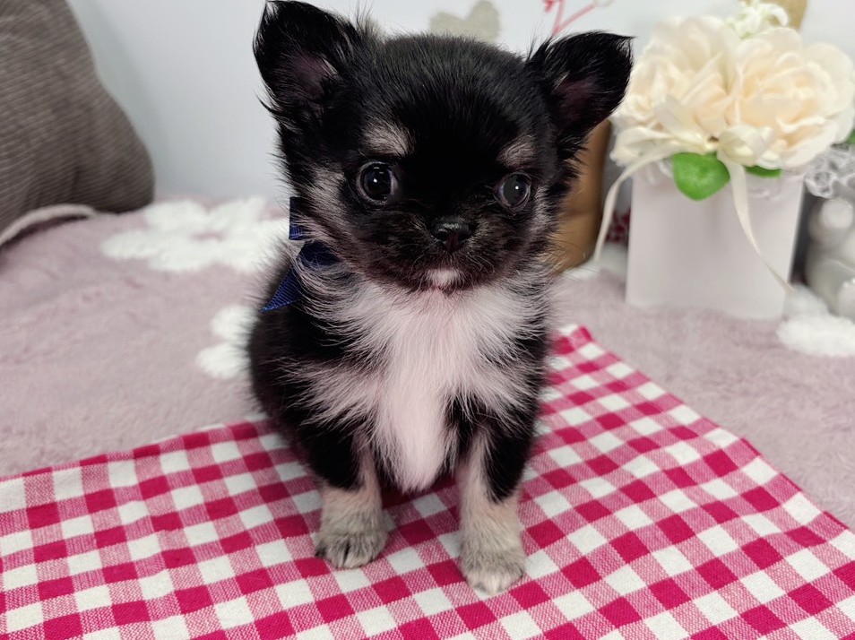 チワワ（ロングコート）