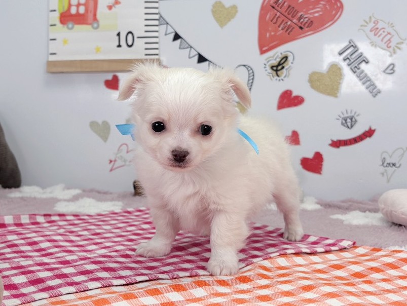 チワワ（ロングコート）