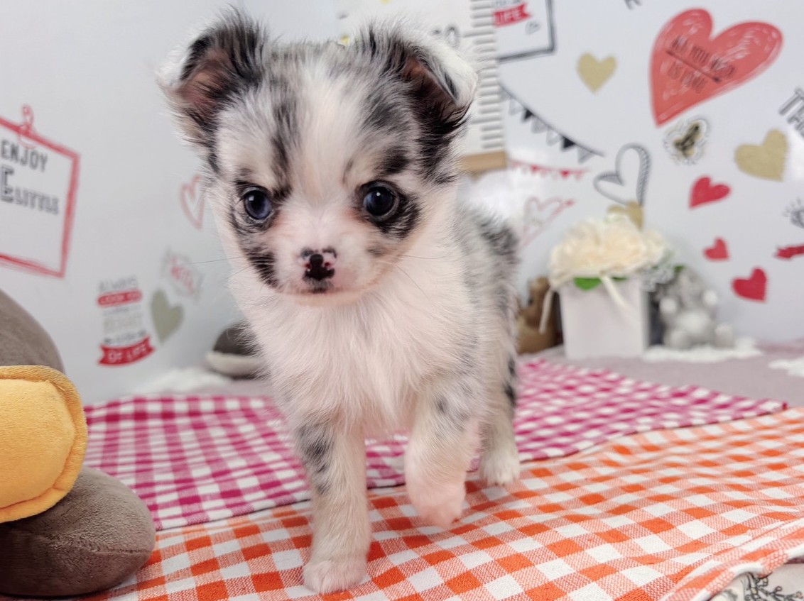 チワワ（ロングコート）