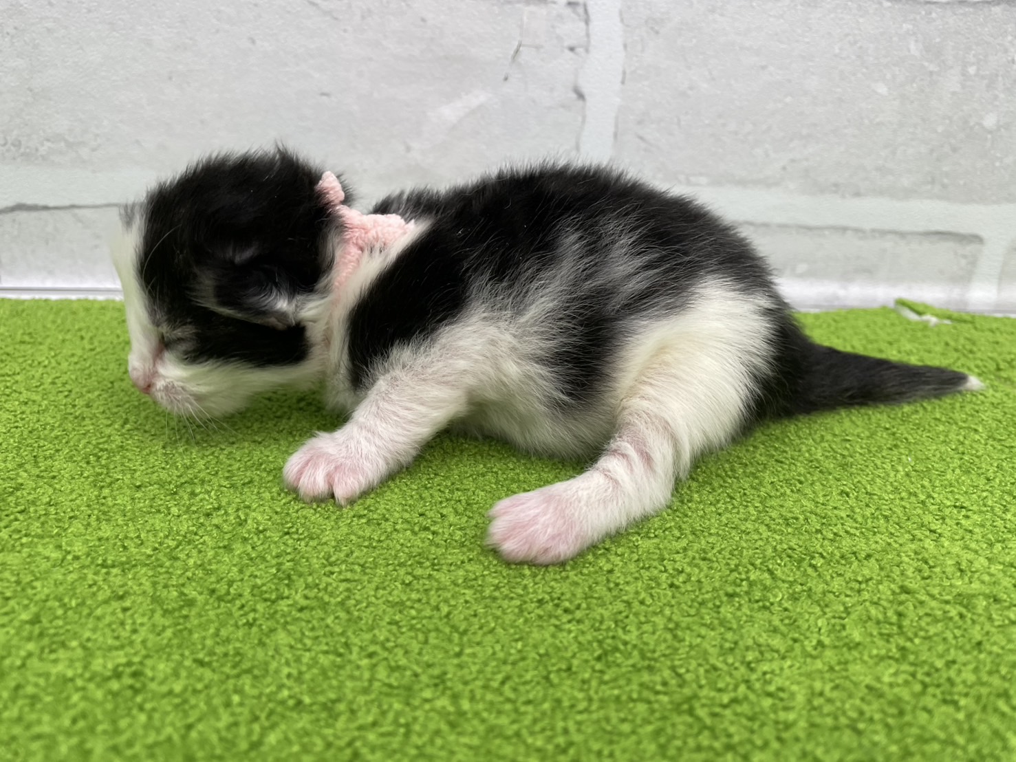 赤ちゃん写真1-2