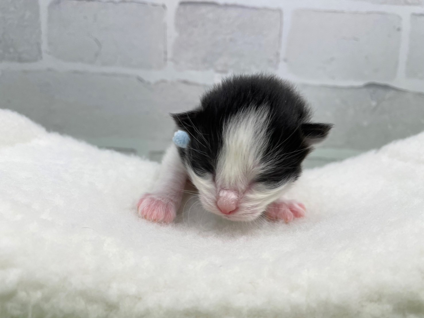 赤ちゃん写真1-1