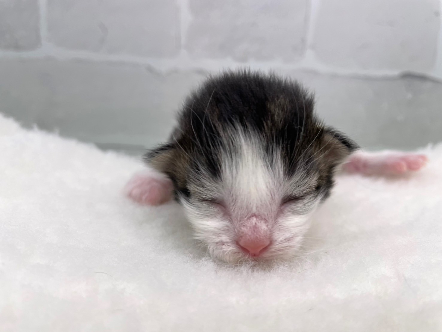 ノルウェージャン・フォレストキャット