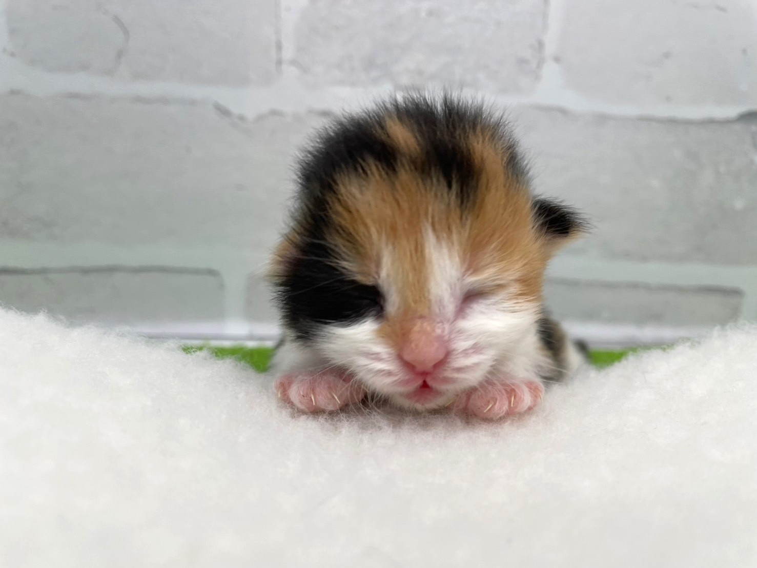 赤ちゃん写真1-1