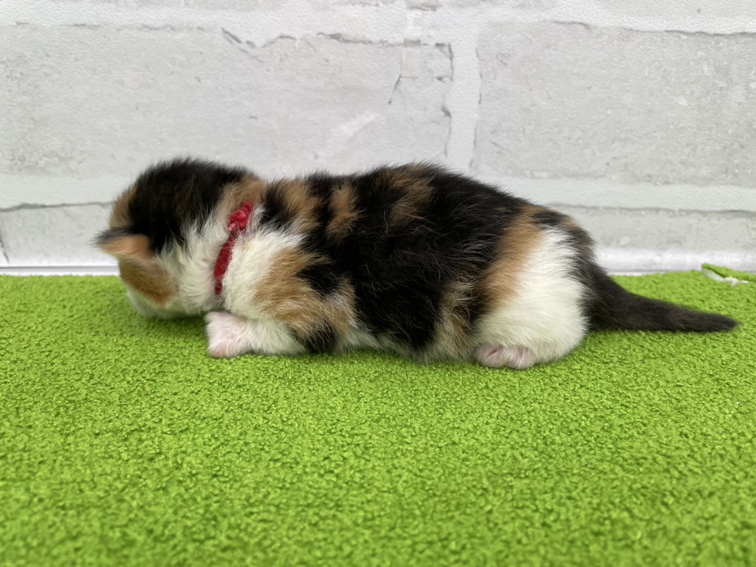 赤ちゃん写真1-2