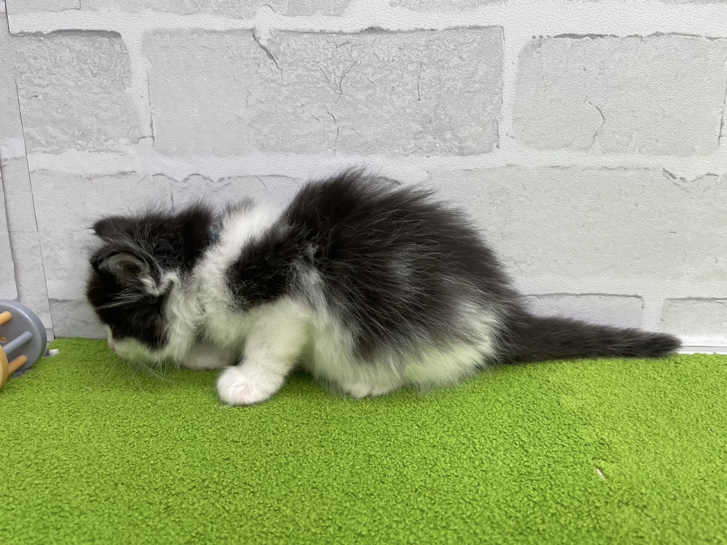 赤ちゃん写真2-2