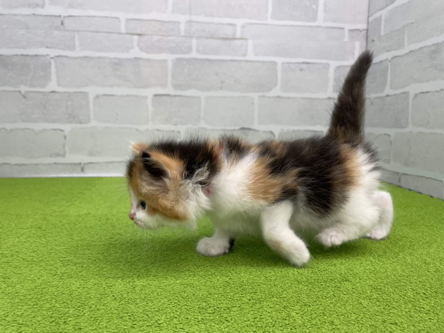 赤ちゃん写真2-2