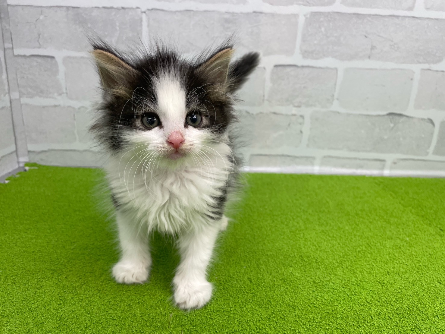 ノルウェージャン・フォレストキャット