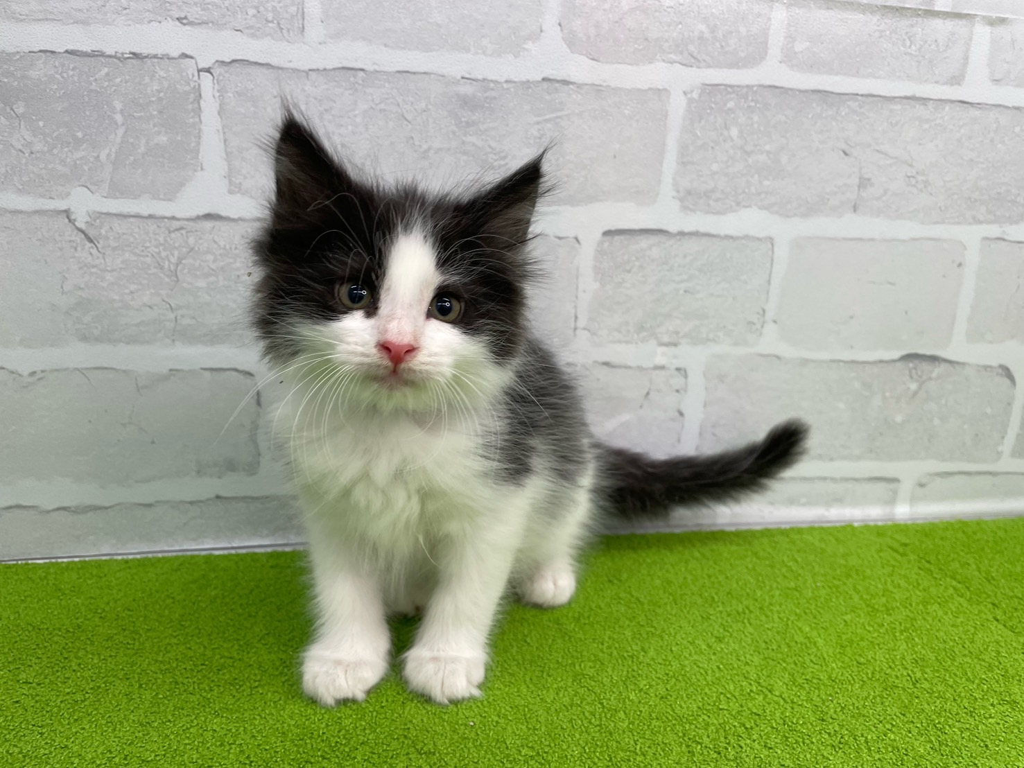 ノルウェージャン・フォレストキャット