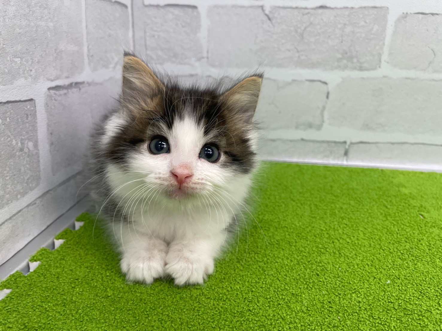 ノルウェージャン・フォレストキャット