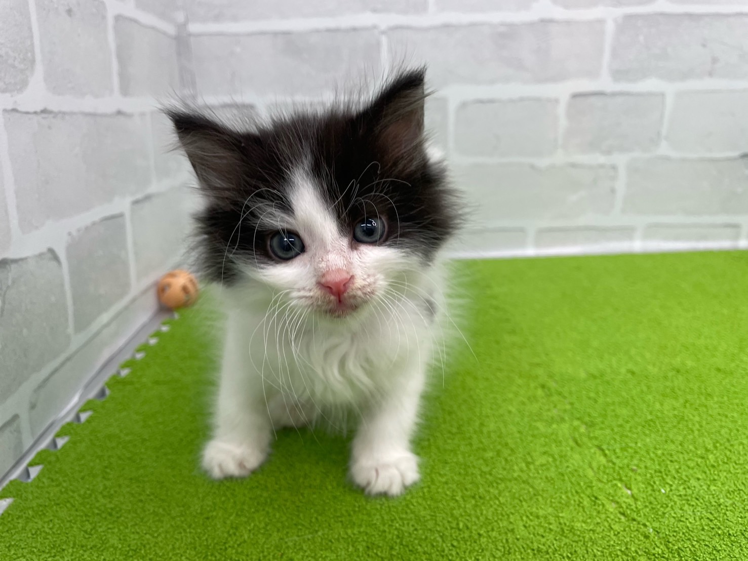 ノルウェージャン・フォレストキャット