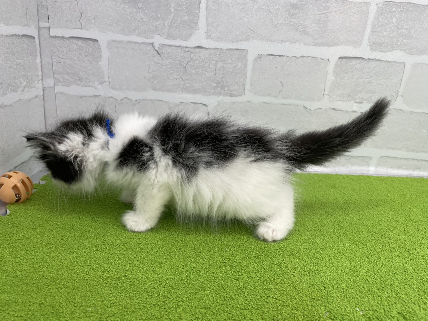 ノルウェージャン・フォレストキャットの子猫（オス♂） 木更津店
