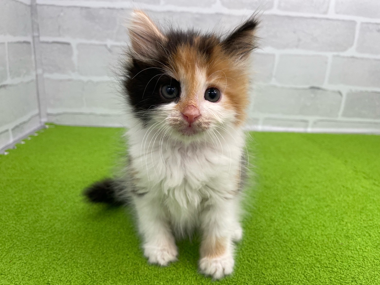 ノルウェージャン・フォレストキャット