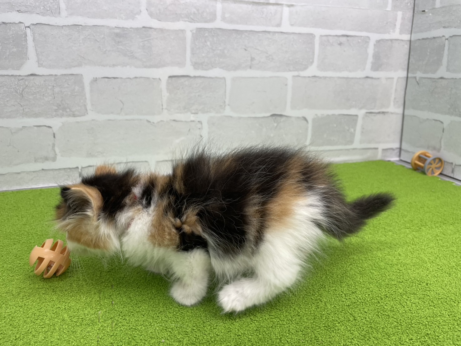 赤ちゃん写真3-2