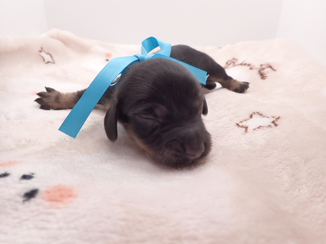 ミニチュア・ダックスフンド