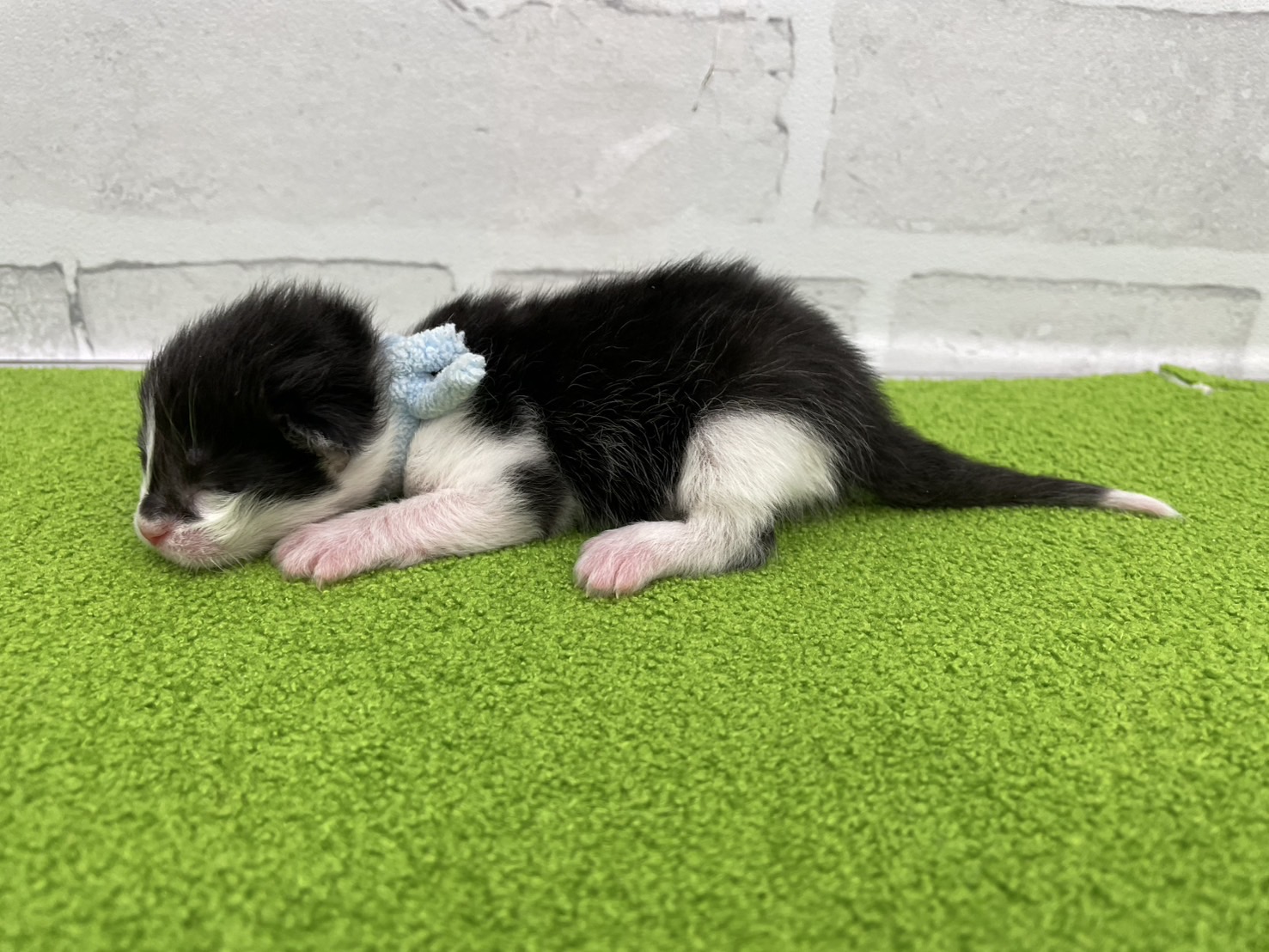 赤ちゃん写真1-2