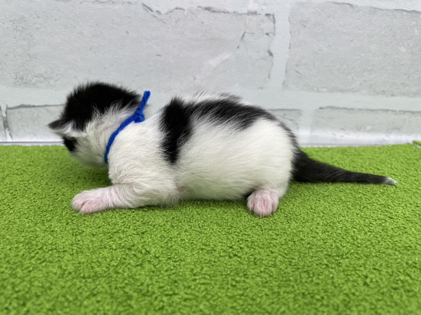 赤ちゃん写真1-2