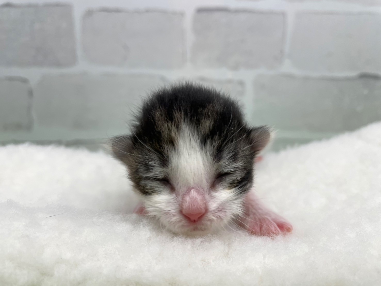 ノルウェージャン・フォレストキャット