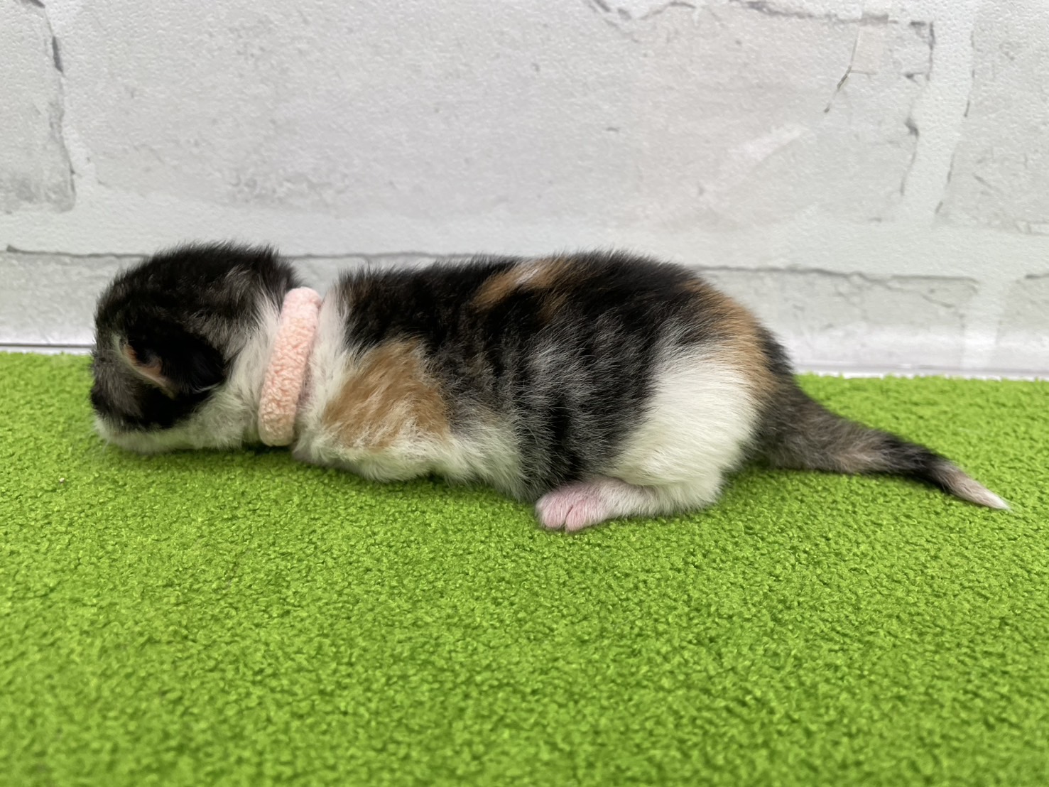 赤ちゃん写真1-2