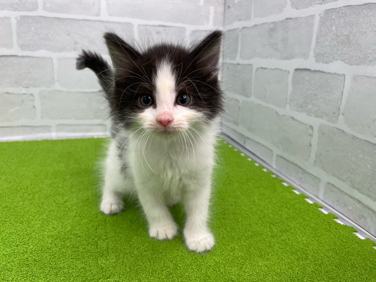 ノルウェージャン・フォレストキャット