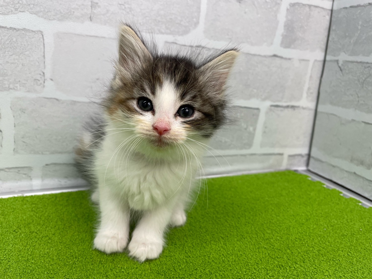 ノルウェージャン・フォレストキャット