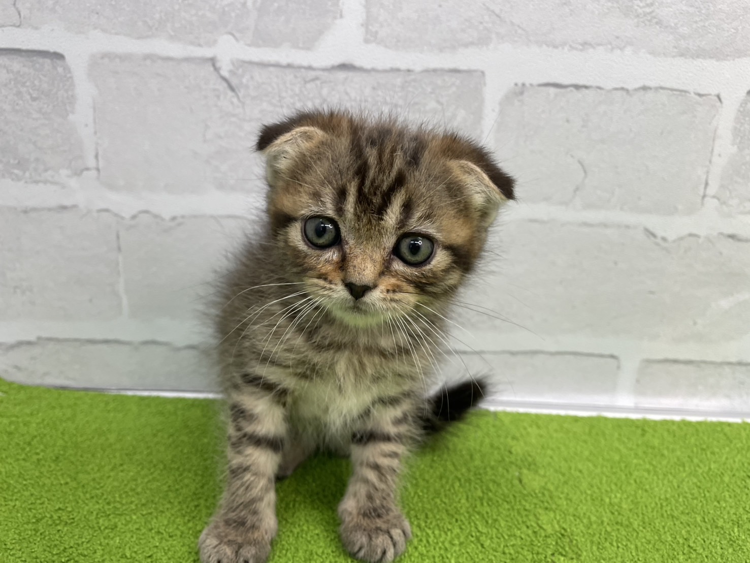 スコティッシュフォールド