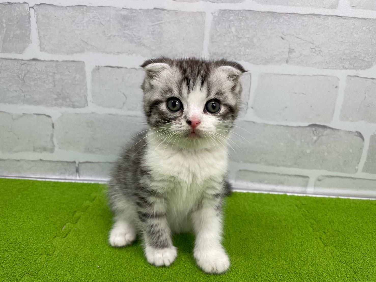 スコティッシュフォールド