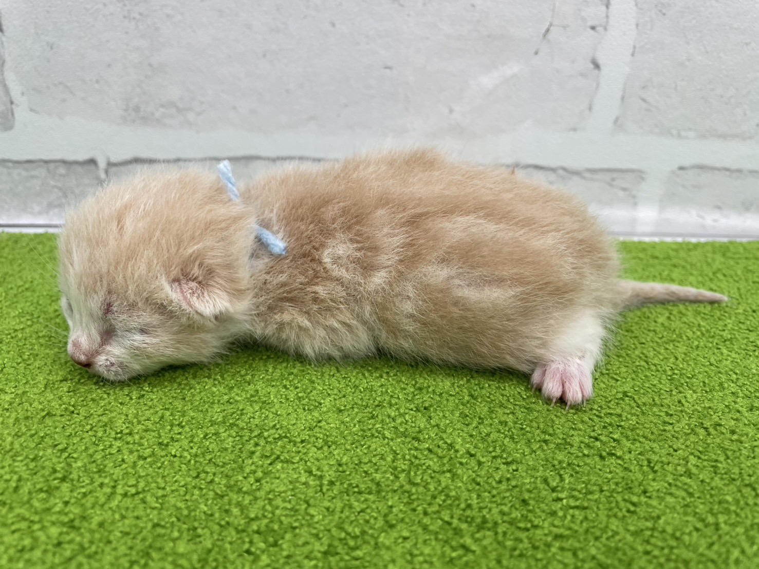 赤ちゃん写真1-2