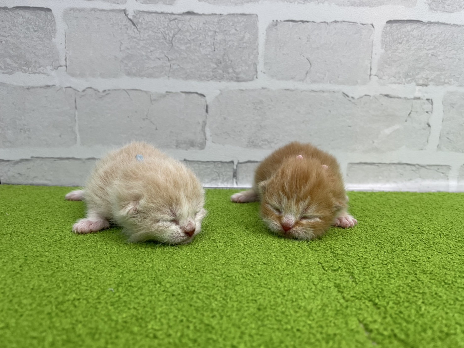赤ちゃん写真1-3