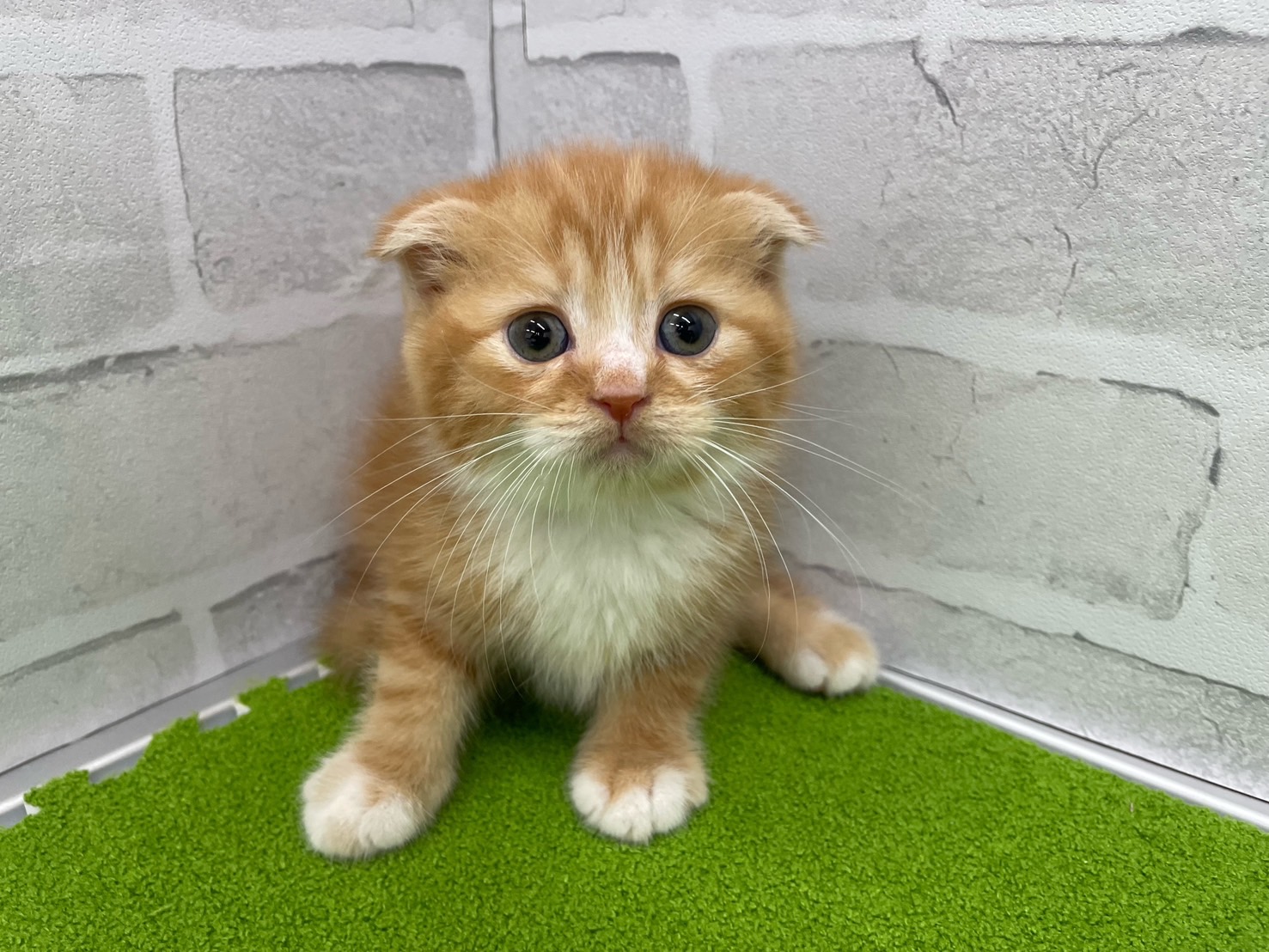 スコティッシュフォールド