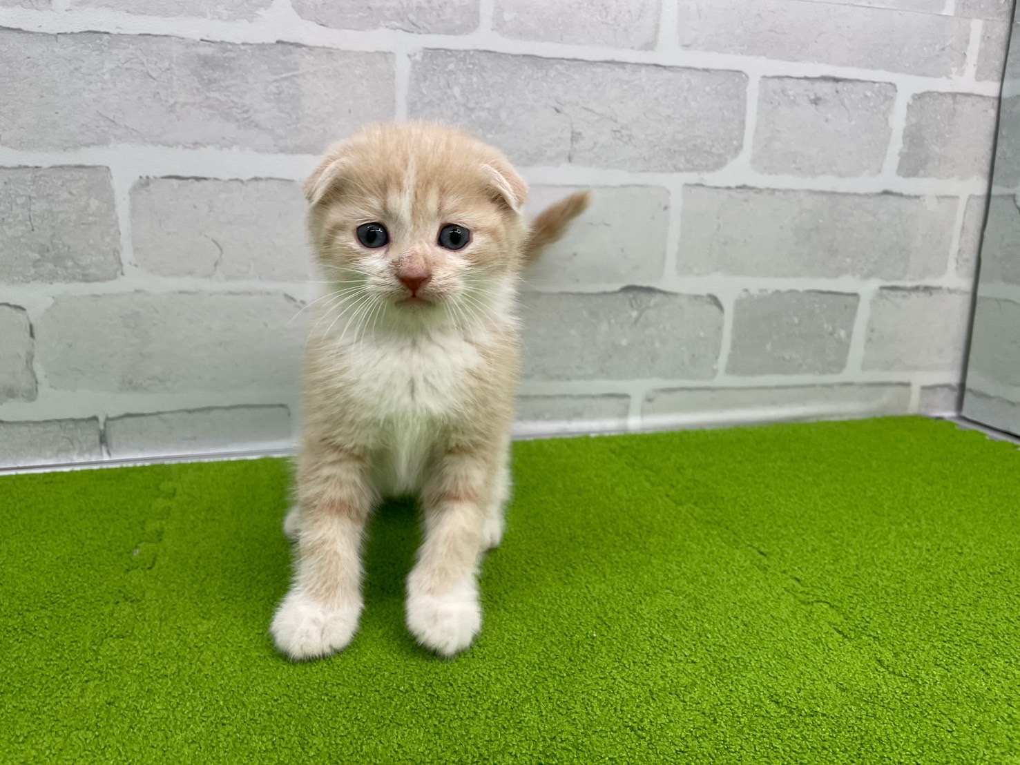 スコティッシュフォールド