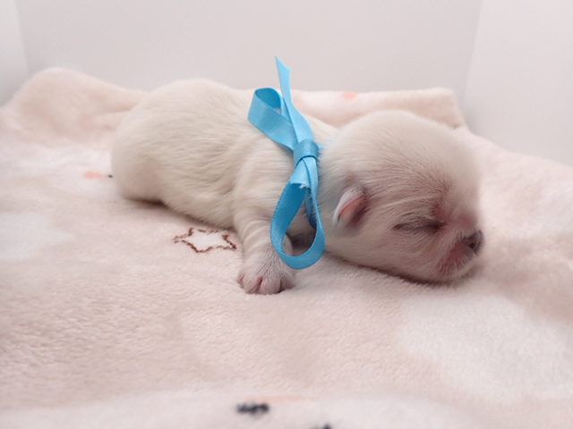 赤ちゃん写真1-2