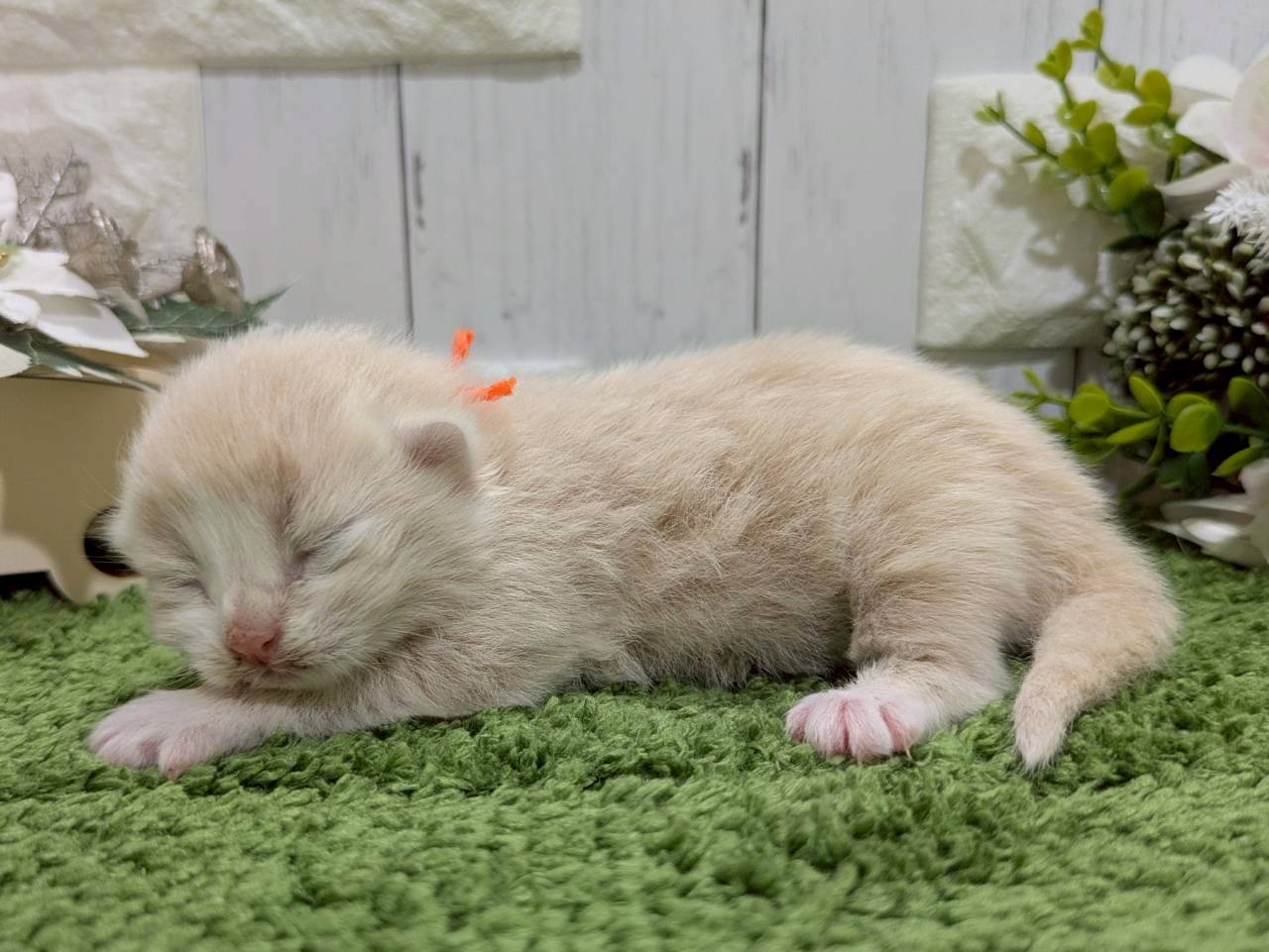 赤ちゃん写真1-2