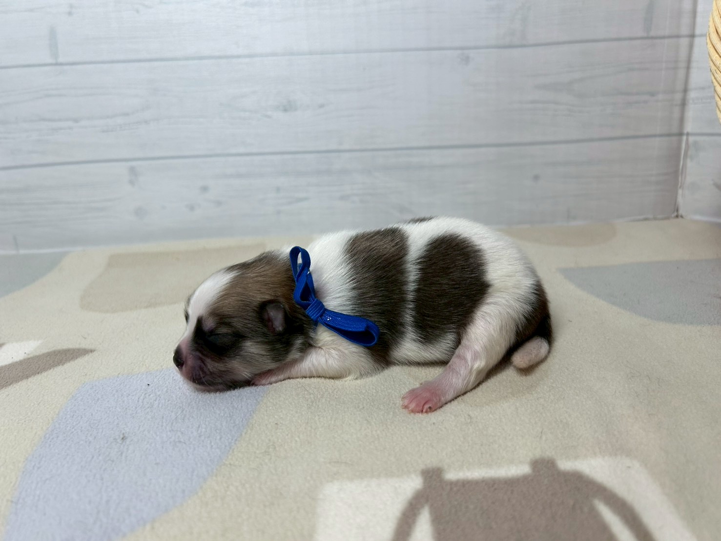 赤ちゃん写真1-2
