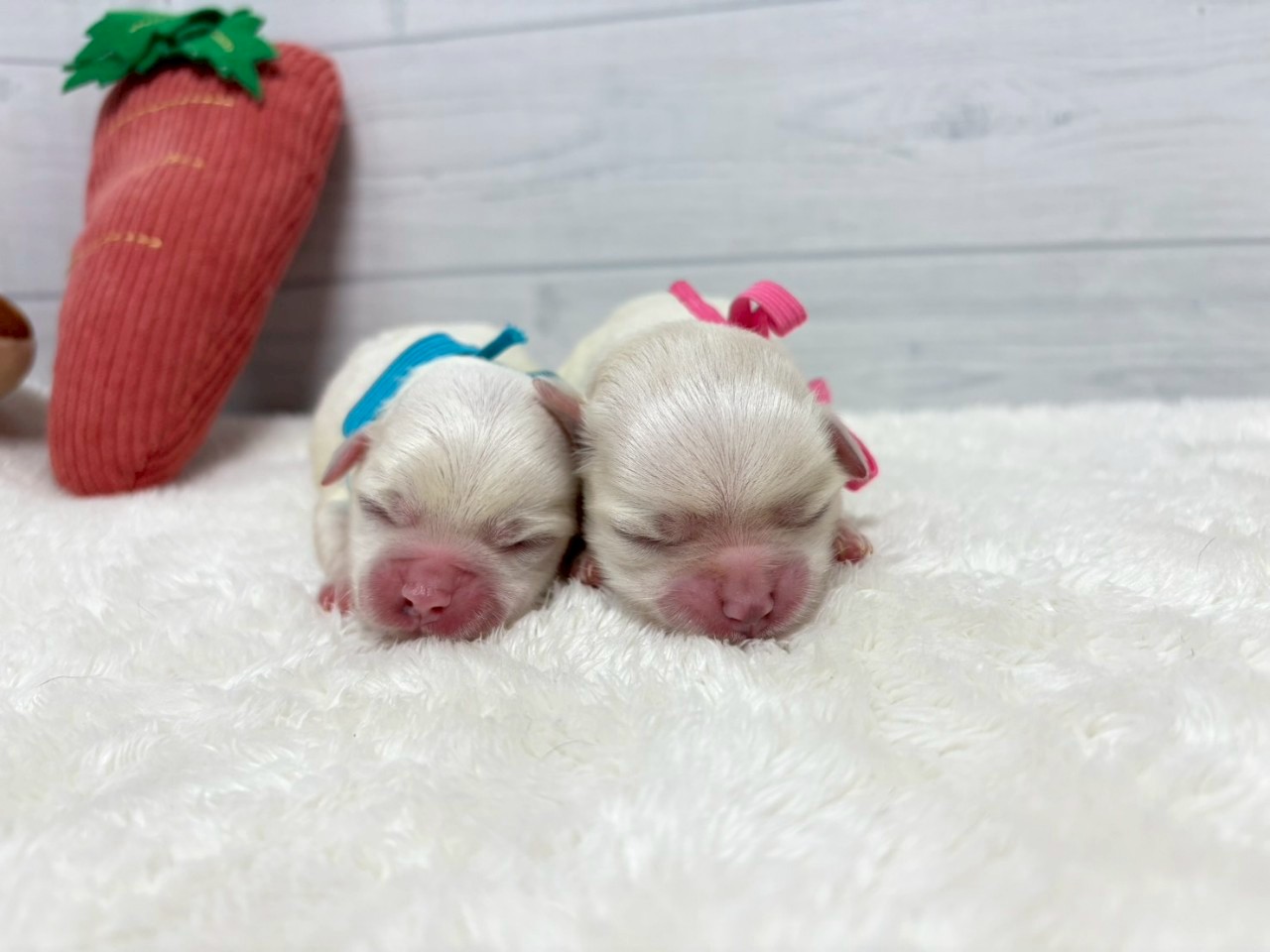 赤ちゃん写真1-3