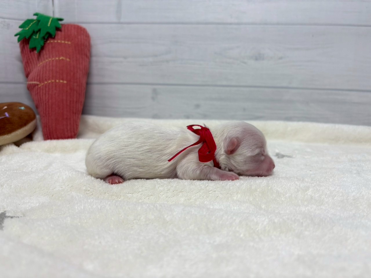 赤ちゃん写真1-2