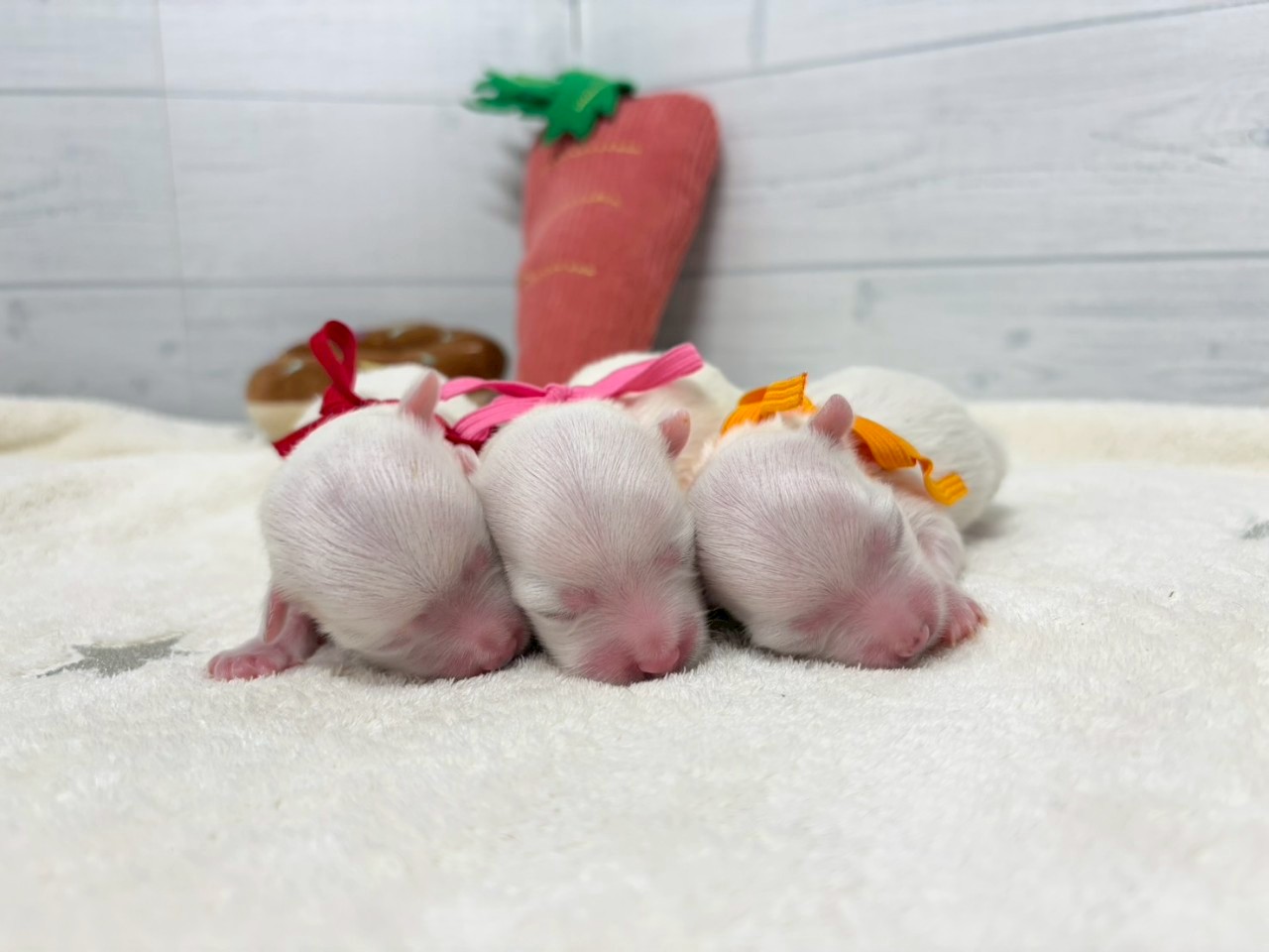 赤ちゃん写真1-3