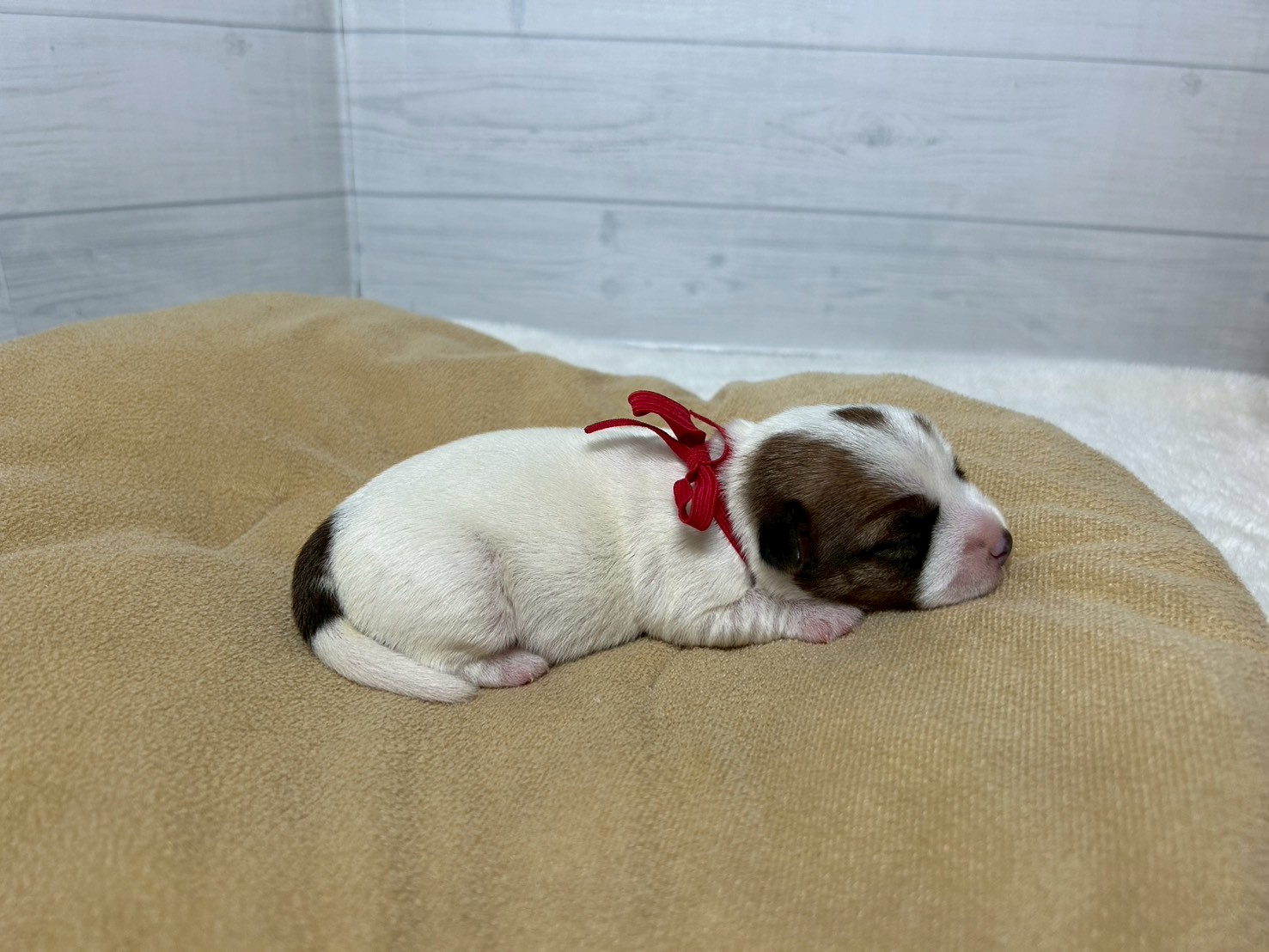 赤ちゃん写真1-2