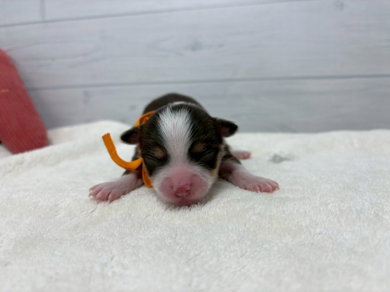 赤ちゃん写真1-1